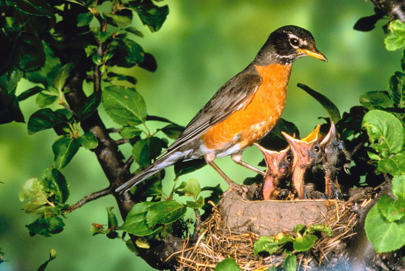 It's against the law in Bloomington to feed the birds if you live within a mile of the downtown square.